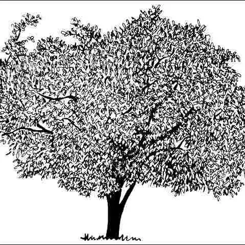 thumbnail for publication: Prunus x 'Hally Jolivette': Hally Jolivette Cherry